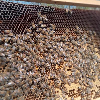 Abeille